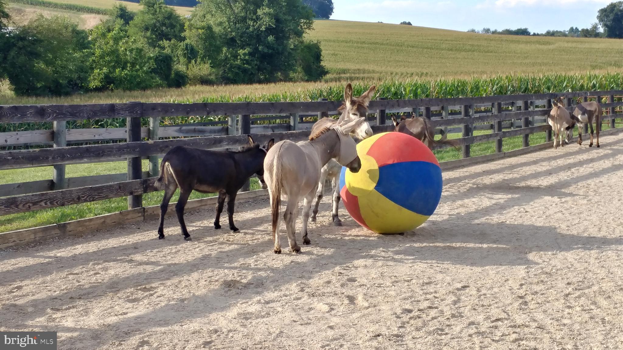 1558 Bollinger Road Westminster, MD 21157 - Photo 31 of 100 All weather footing in the arena