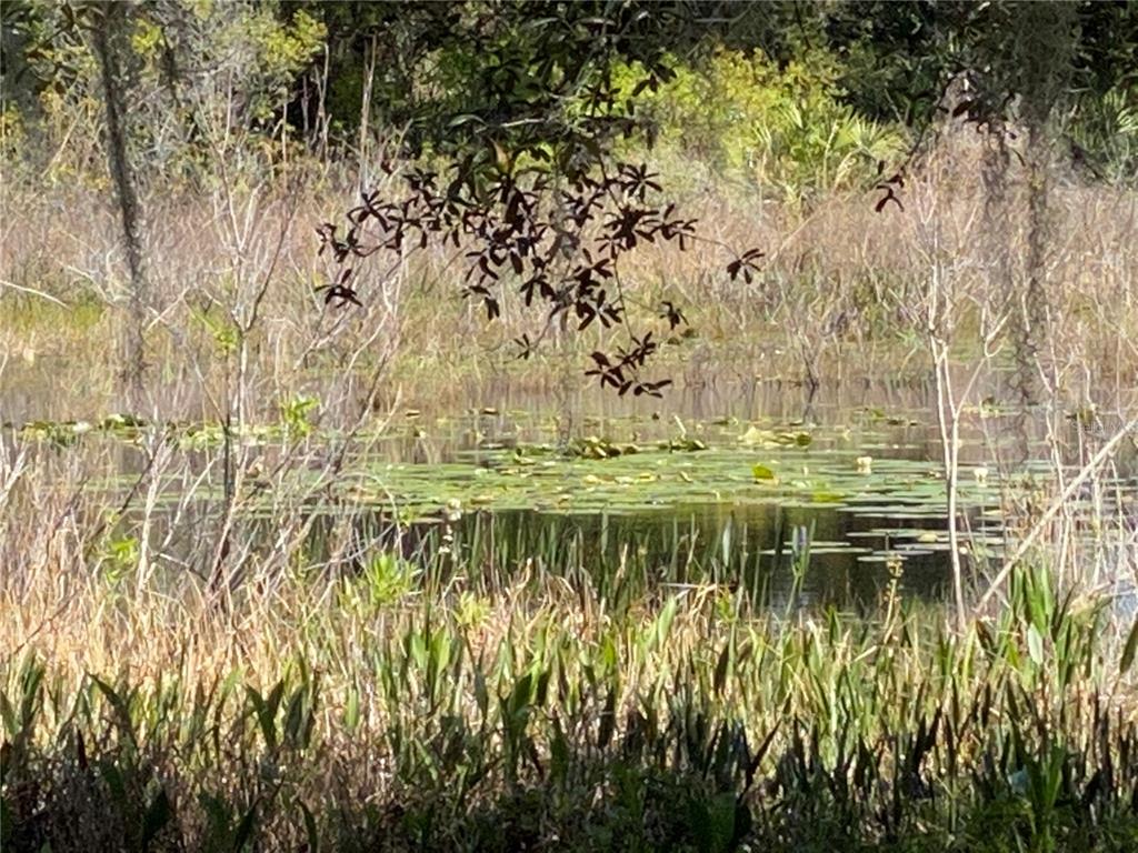 25517 Laurel Valley Road Leesburg, FL 34748 - Photo 50 of 56 a view of lake view