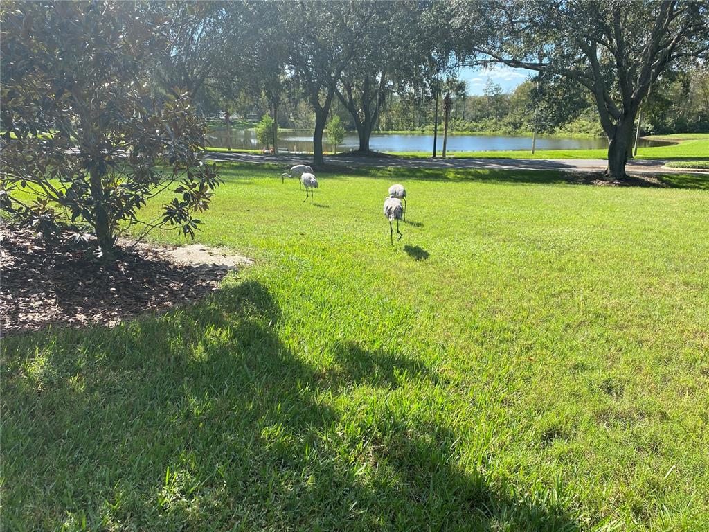 25517 Laurel Valley Road Leesburg, FL 34748 - Photo 51 of 56 a view of a park