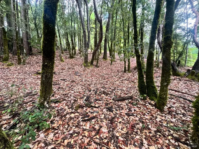 a view of a forest with trees