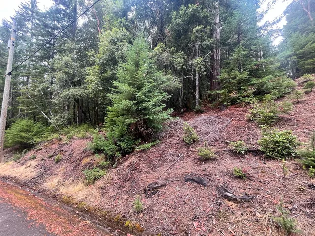 a view of a yard with plants and trees