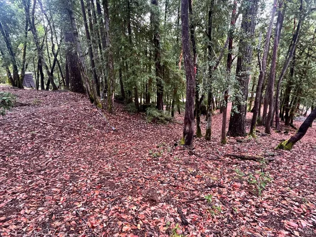 a view of a backyard with trees