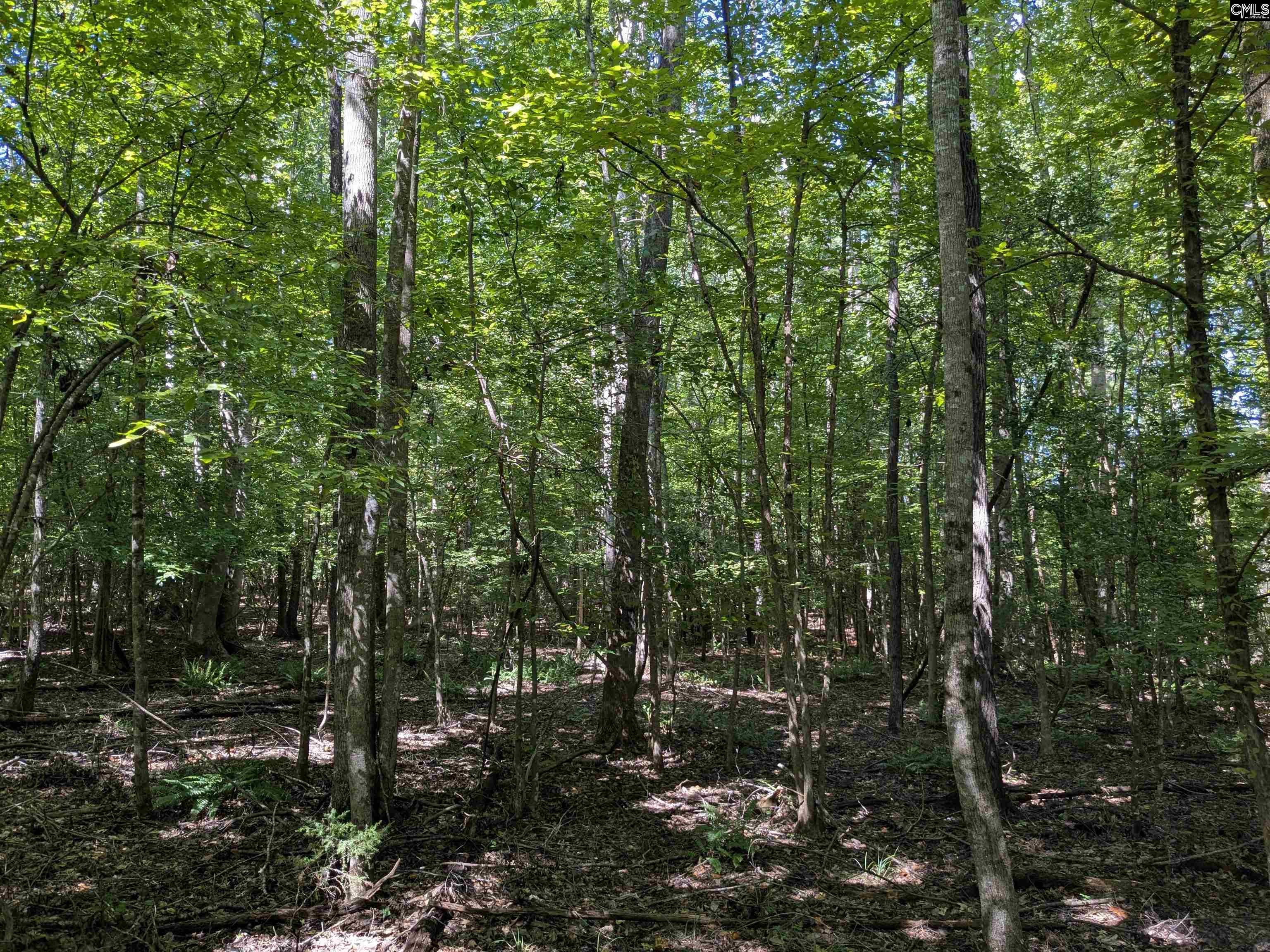 0 Taylor Road Batesburg, SC 29006 - Photo 2 of 20