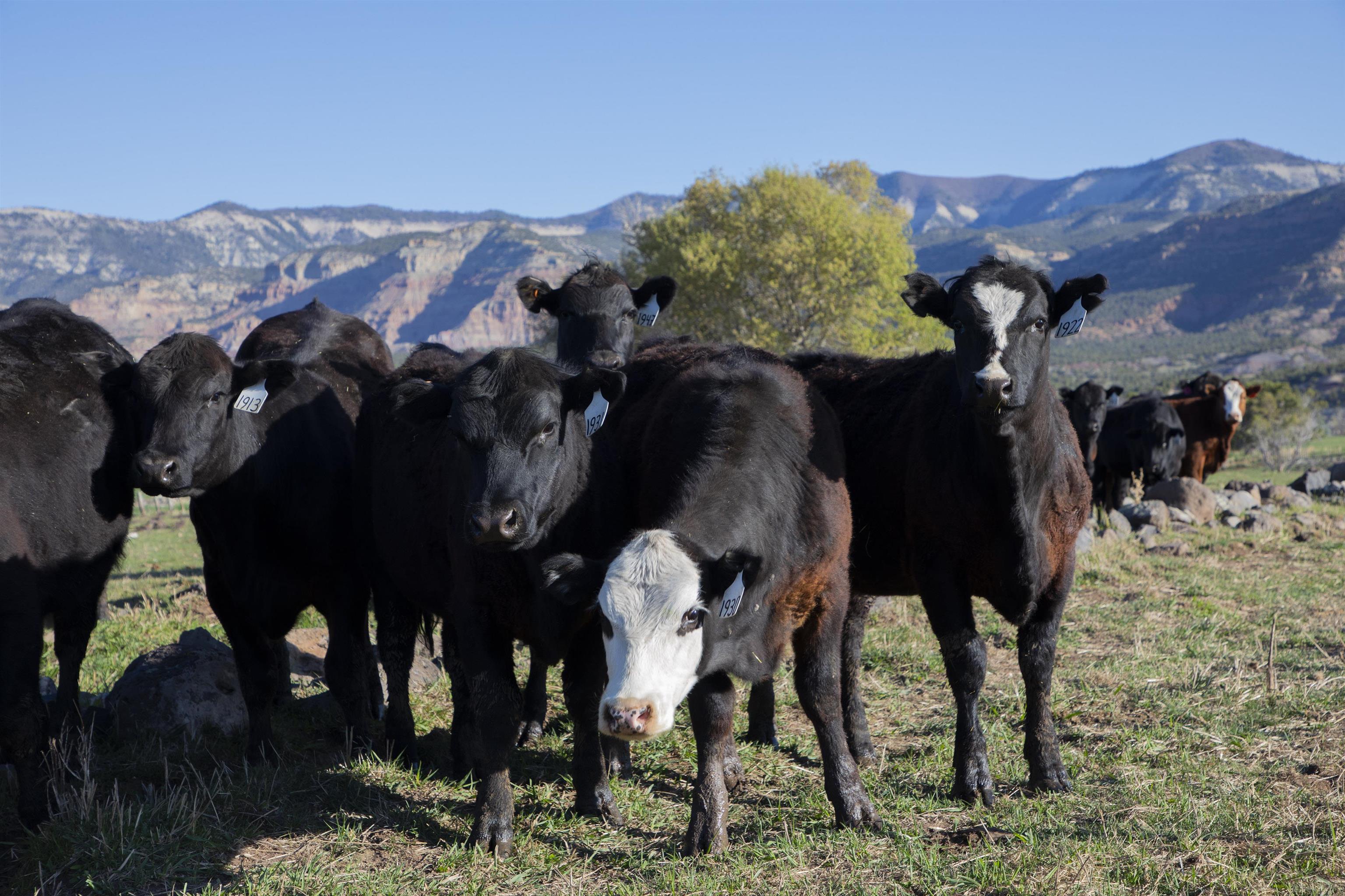 57178 Oe Road Collbran, CO 81624 - Photo 11 of 41 a view of a horse with a colt and yard in the back