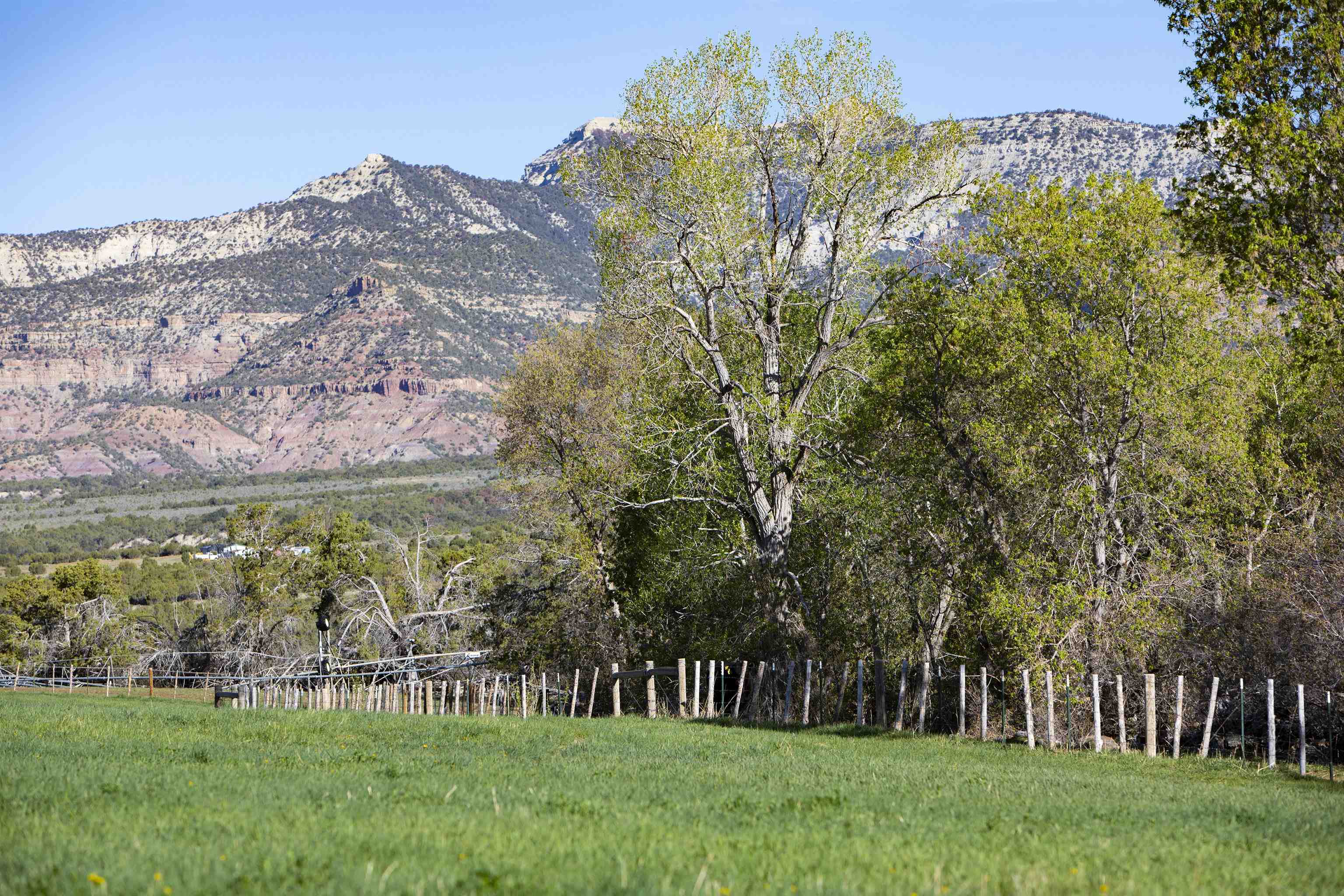 57178 Oe Road Collbran, CO 81624 - Photo 15 of 41 a view of a yard with a mountain in the background