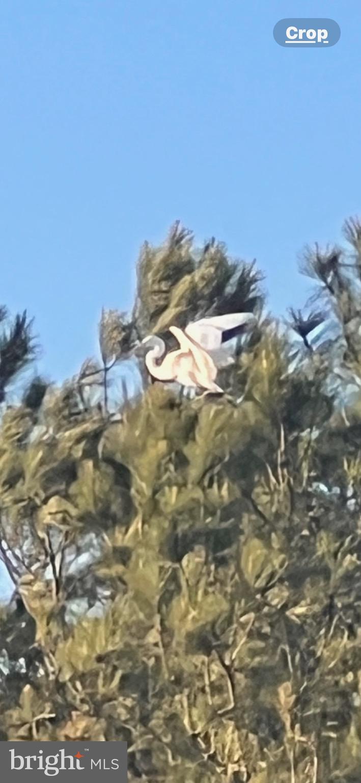 12054 Assateague Way Berlin, MD 21811 - Photo 84 of 95 Wildlife