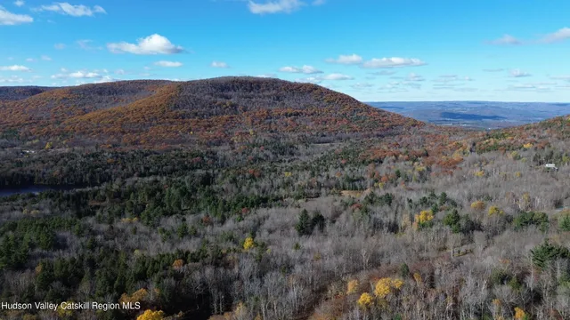 a view of a lush green forest with lots of trees