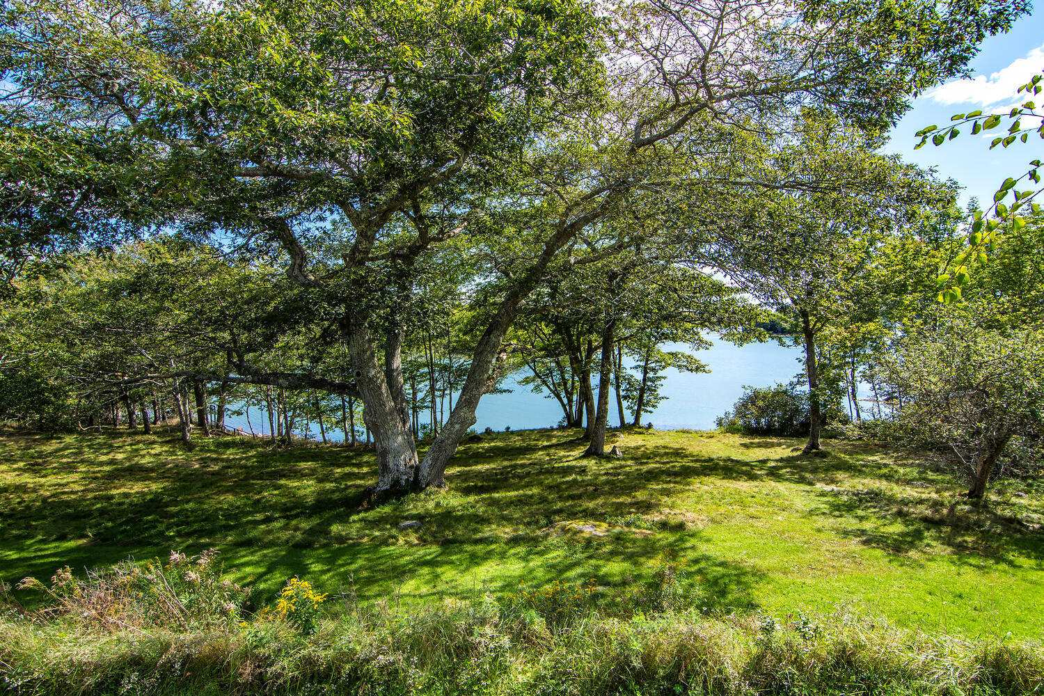 67 Davis Farm Road Deer Isle, ME 04627 - Photo 37 of 53 Oak trees on waterfront