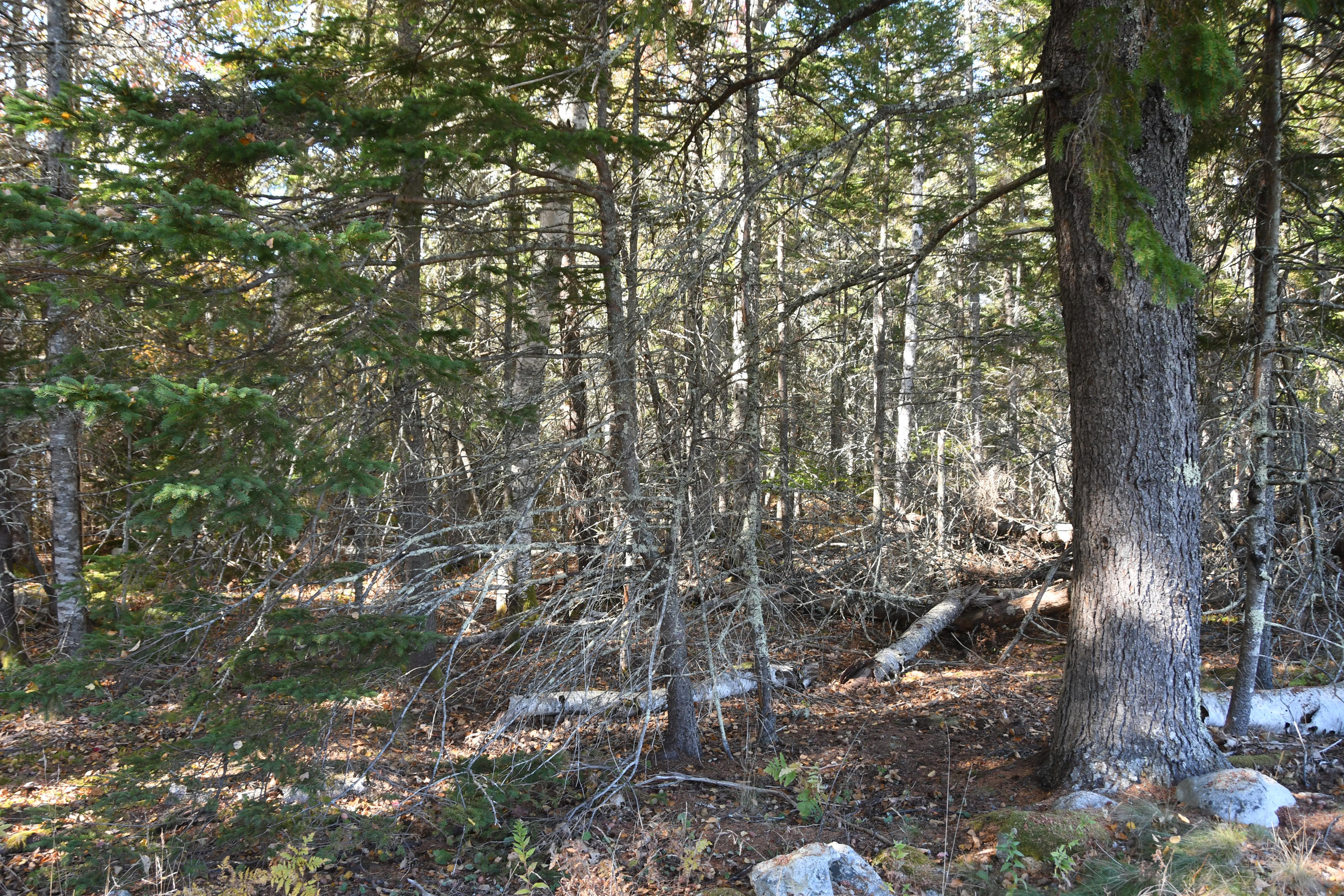 01 North Deer Isle Road Deer Isle, ME 04627 - Photo 10 of 34 20171021_AnneKeck_042