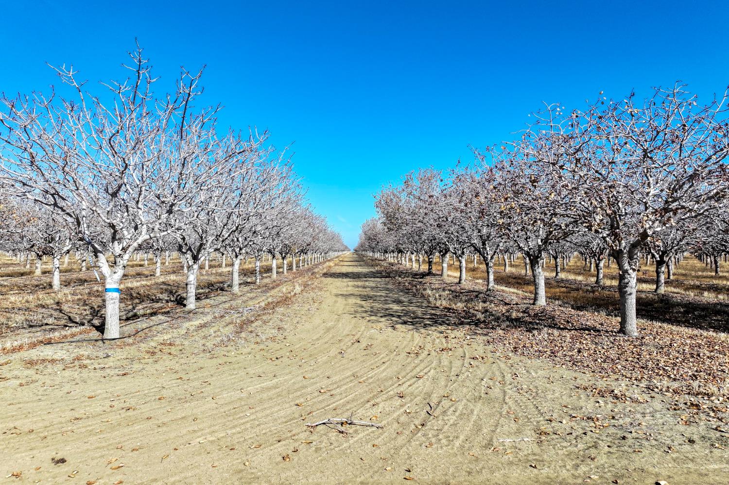 33571 West Adams Mendota, CA 93640 - Photo 2 of 12 a view of a yard with a tree