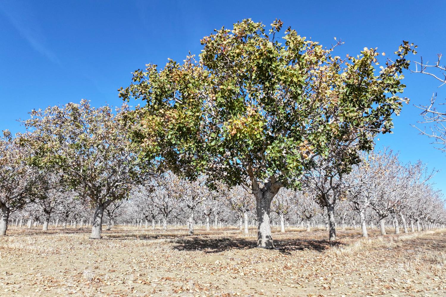 33571 West Adams Mendota, CA 93640 - Photo 5 of 12 a view of a yard covered with snow in the background