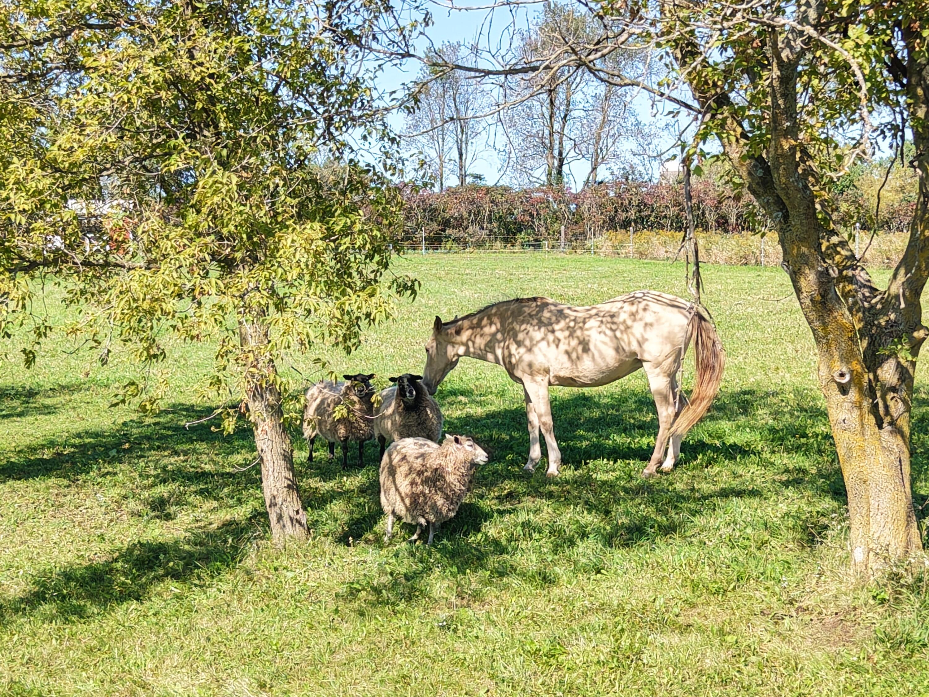 S3874 Bakkom Road Viroqua, WI 54665 - Photo 45 of 51 Scarlet the Horse & Sheep Included