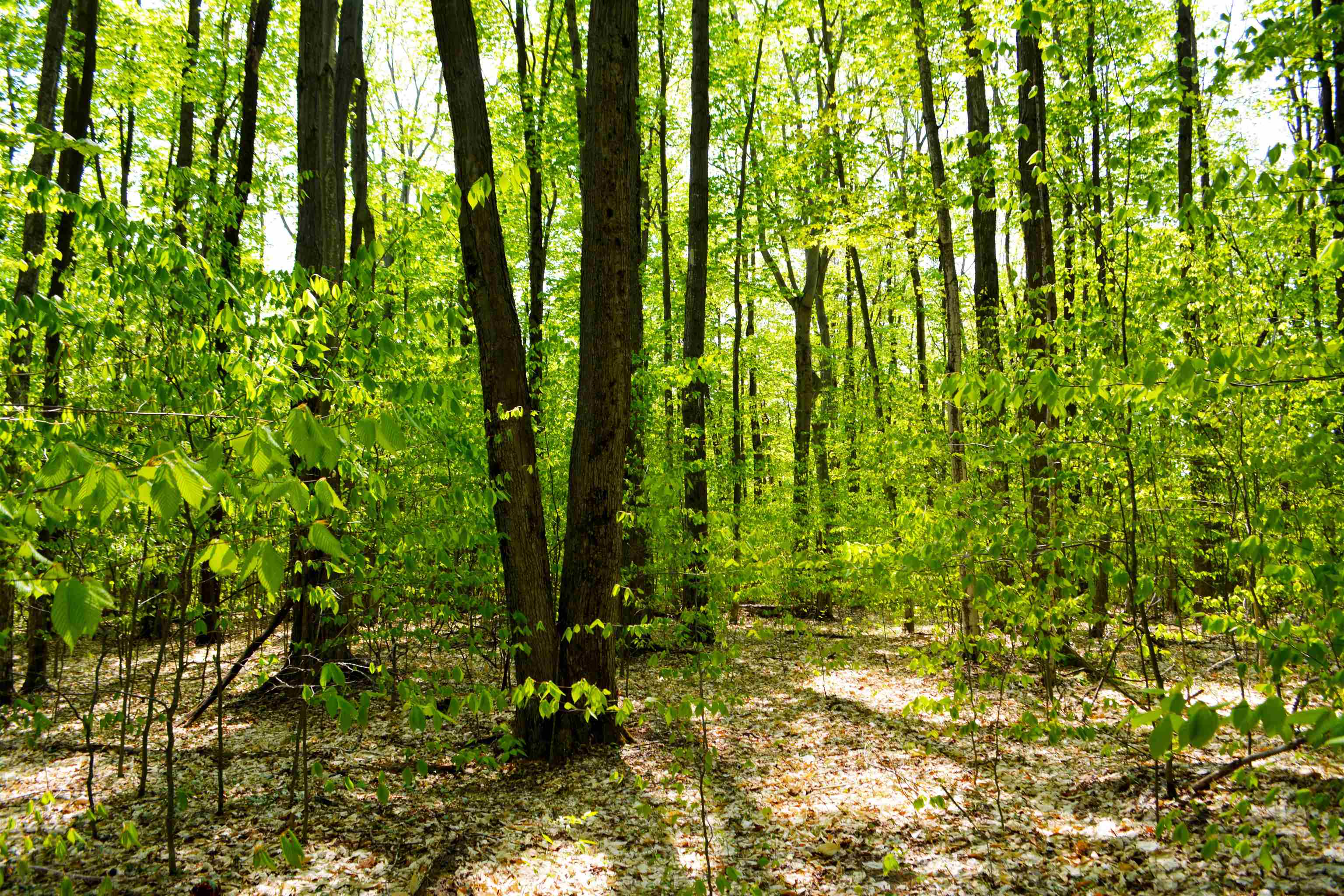 9454 Southwest Raspberry Ridge Fife Lake, MI 49633 - Photo 26 of 33