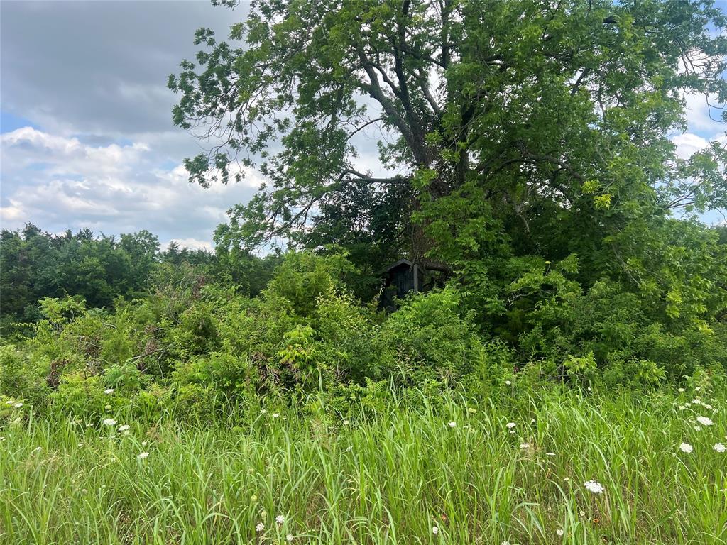 2975 County Road 2975 Windom, TX 75492 - Photo 26 of 30 a view of a garden