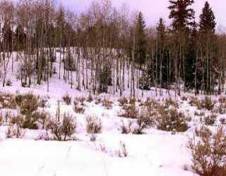 985 Red Draw Meadows Edwards, CO 81632 - Photo 1 of 1 Primary Photo