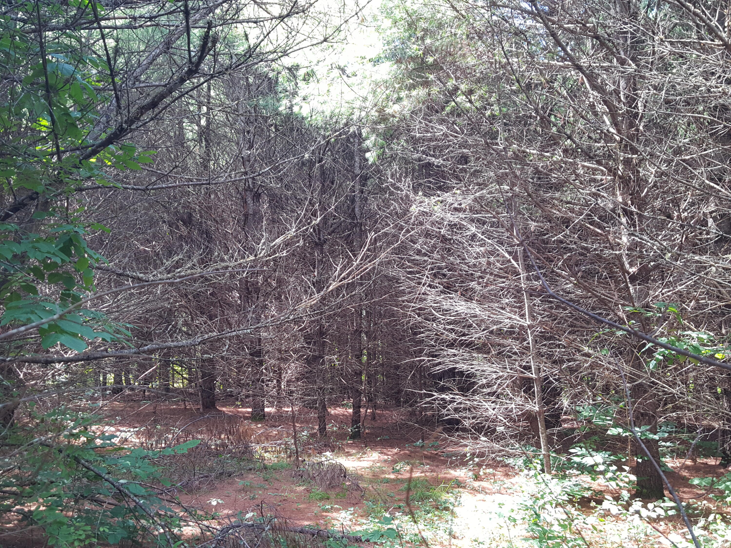 Lot#11 Harrison Road Naples, ME 04055 - Photo 15 of 17 20240807_122119