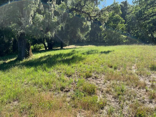 a view of a yard with plants and large trees