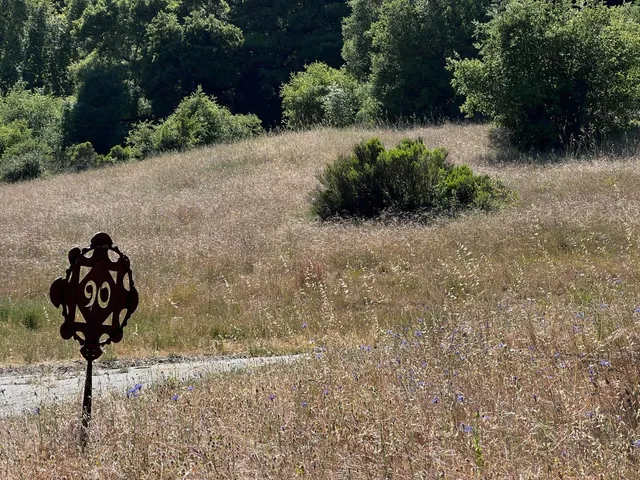a view of a lush green forest with lots of trees
