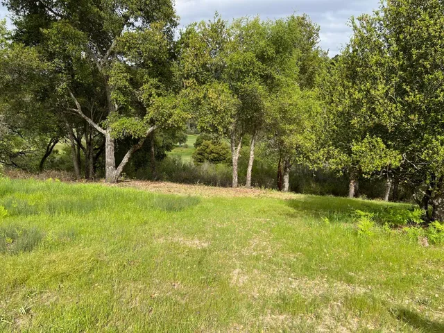 a view of a tree in a yard