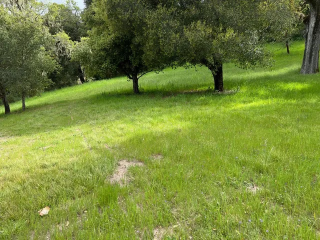 a view of a field with a tree