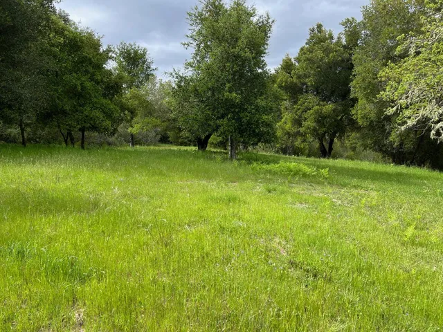 a view of an trees with lush green space