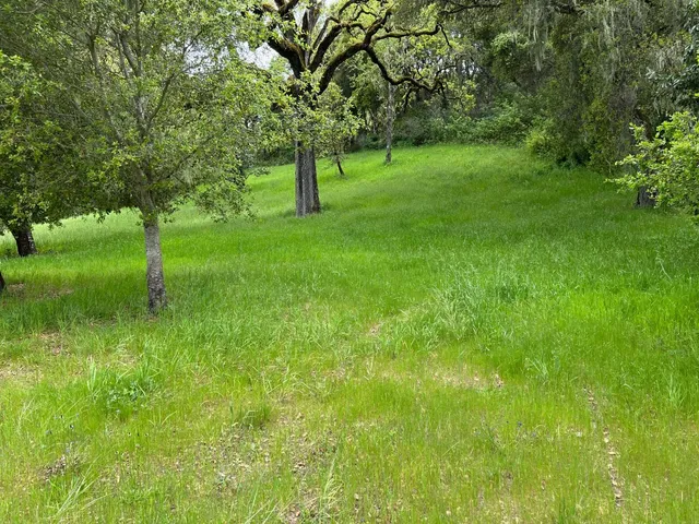 a view of a field with an trees