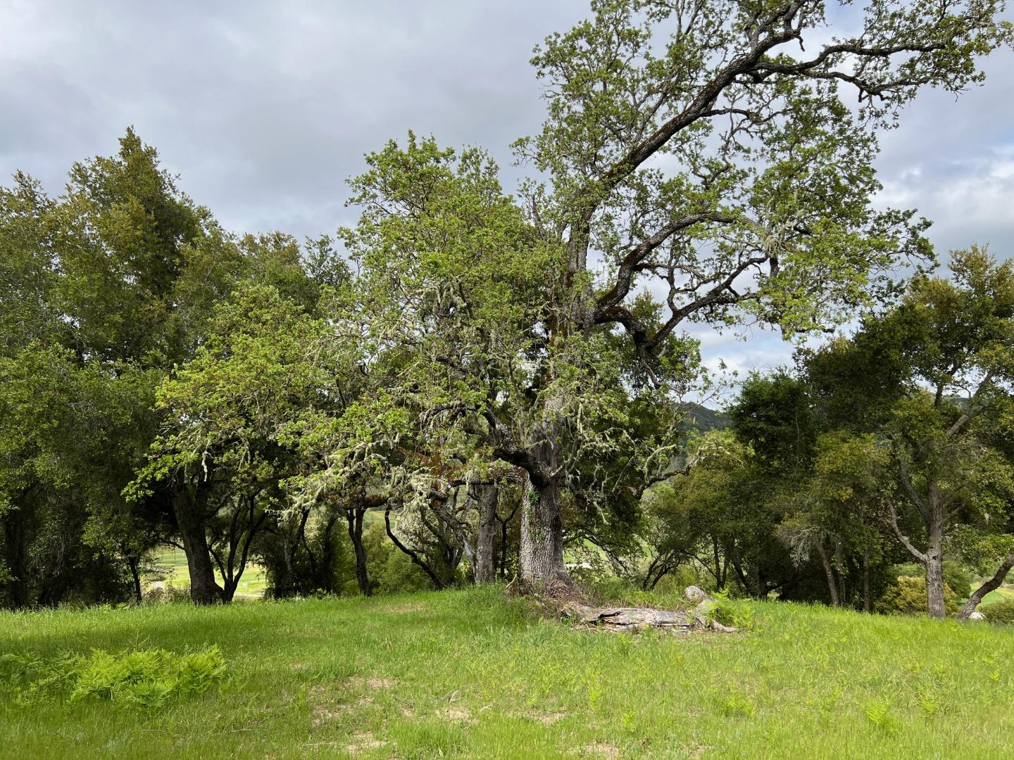 6 Arroyo Sequoia Carmel, CA 93923 - Photo 35 of 36 a view of a backyard