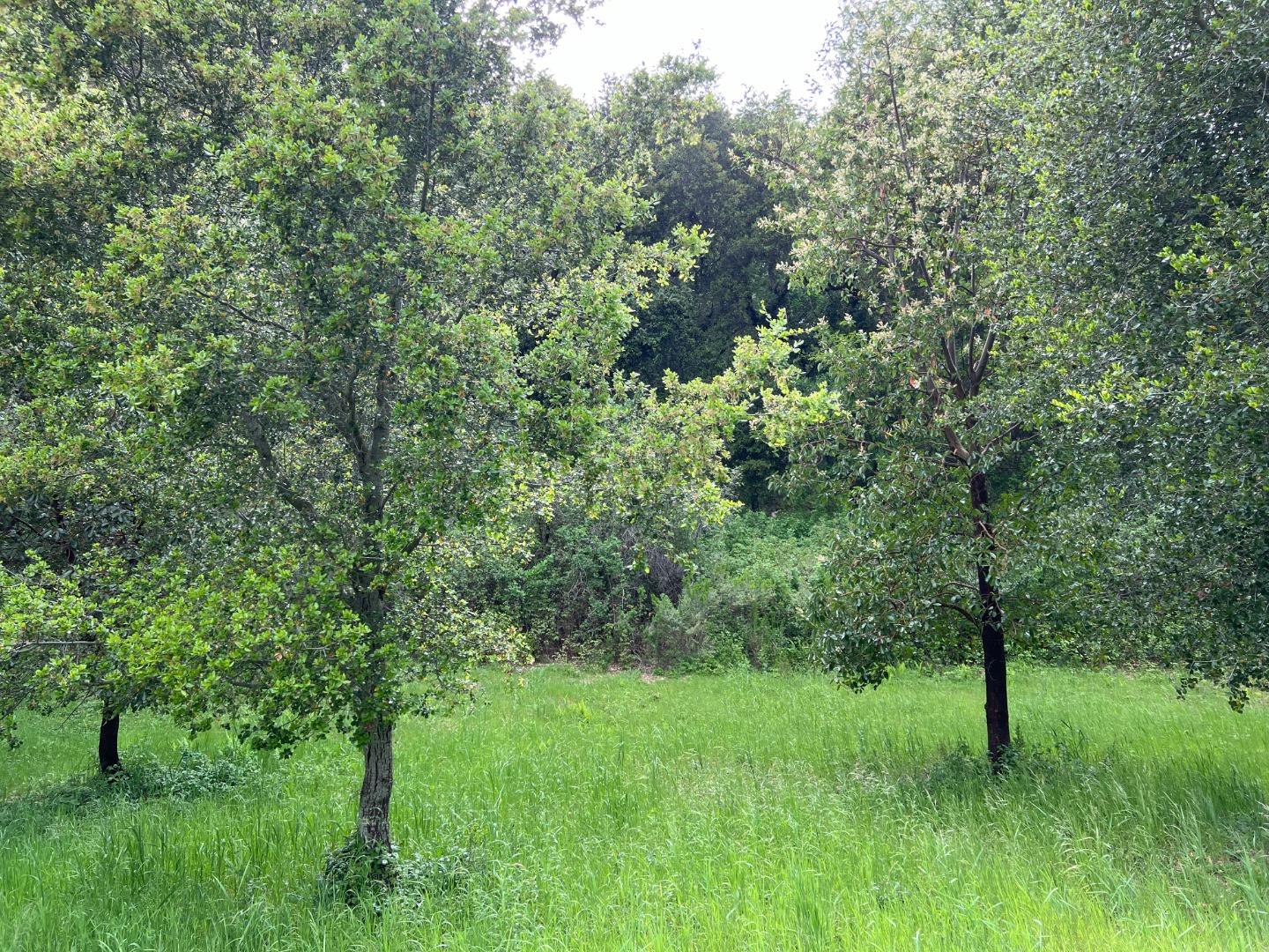 6 Arroyo Sequoia Carmel, CA 93923 - Photo 36 of 36 a view of a lush green space