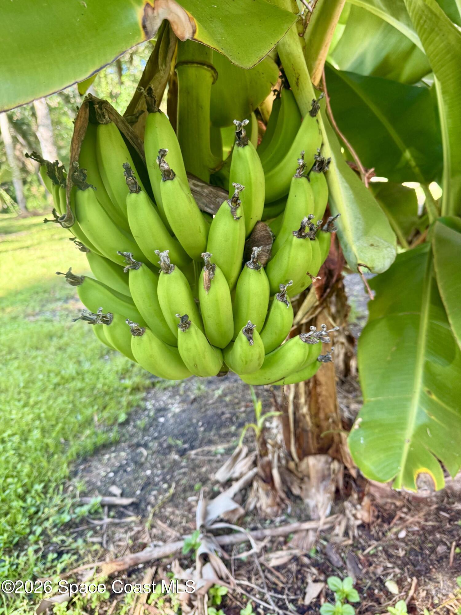 111 Seagrape Road Melbourne Beach, FL 32951 - Photo 19 of 19 a view of banana tree