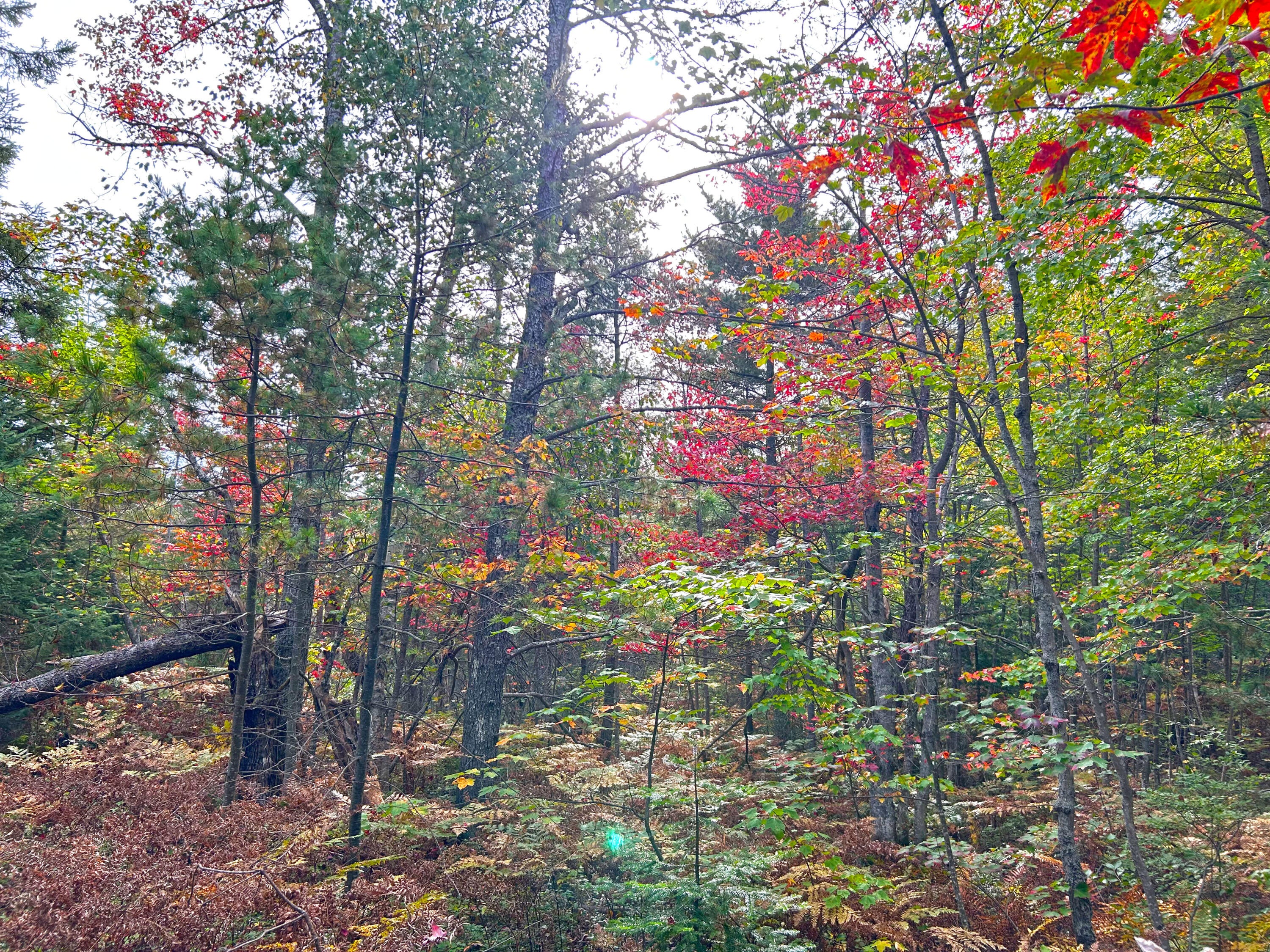14659 North Whitefish Point Road Paradise, MI 49768 - Photo 11 of 14 Gallery Image 11