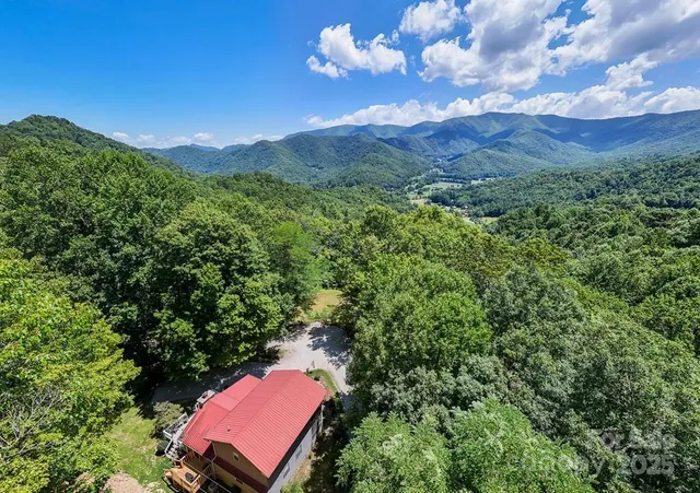 a view of a forest with a mountain in the background