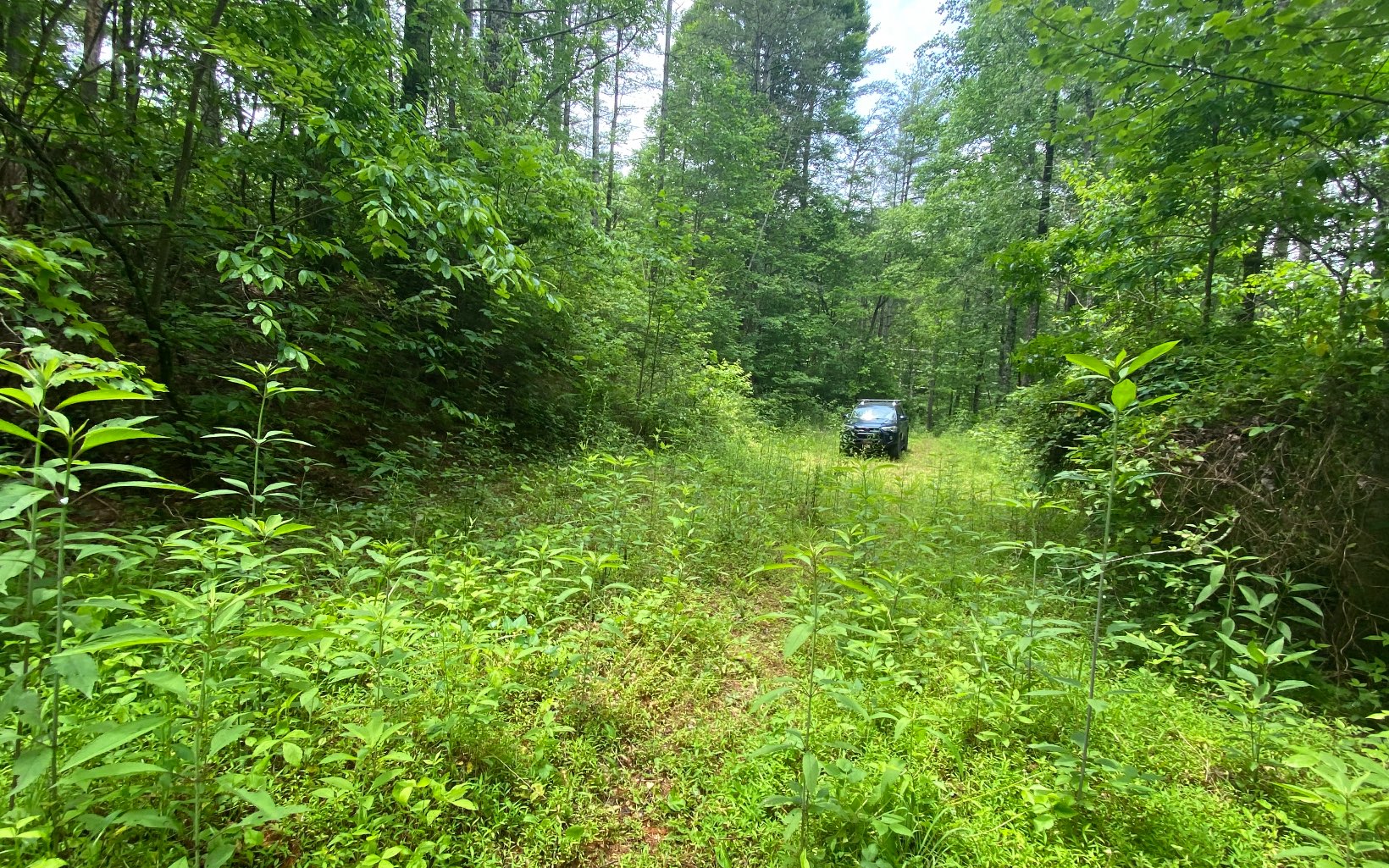 1.87 Seth Hyatt Road Ellijay, GA 30540 - Photo 4 of 4 Additional View
