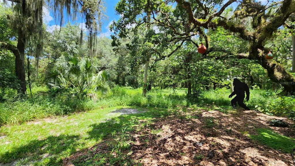 389 Longhorn Drive River Ranch, FL 33867 - Photo 11 of 11 a view of a lush green forest
