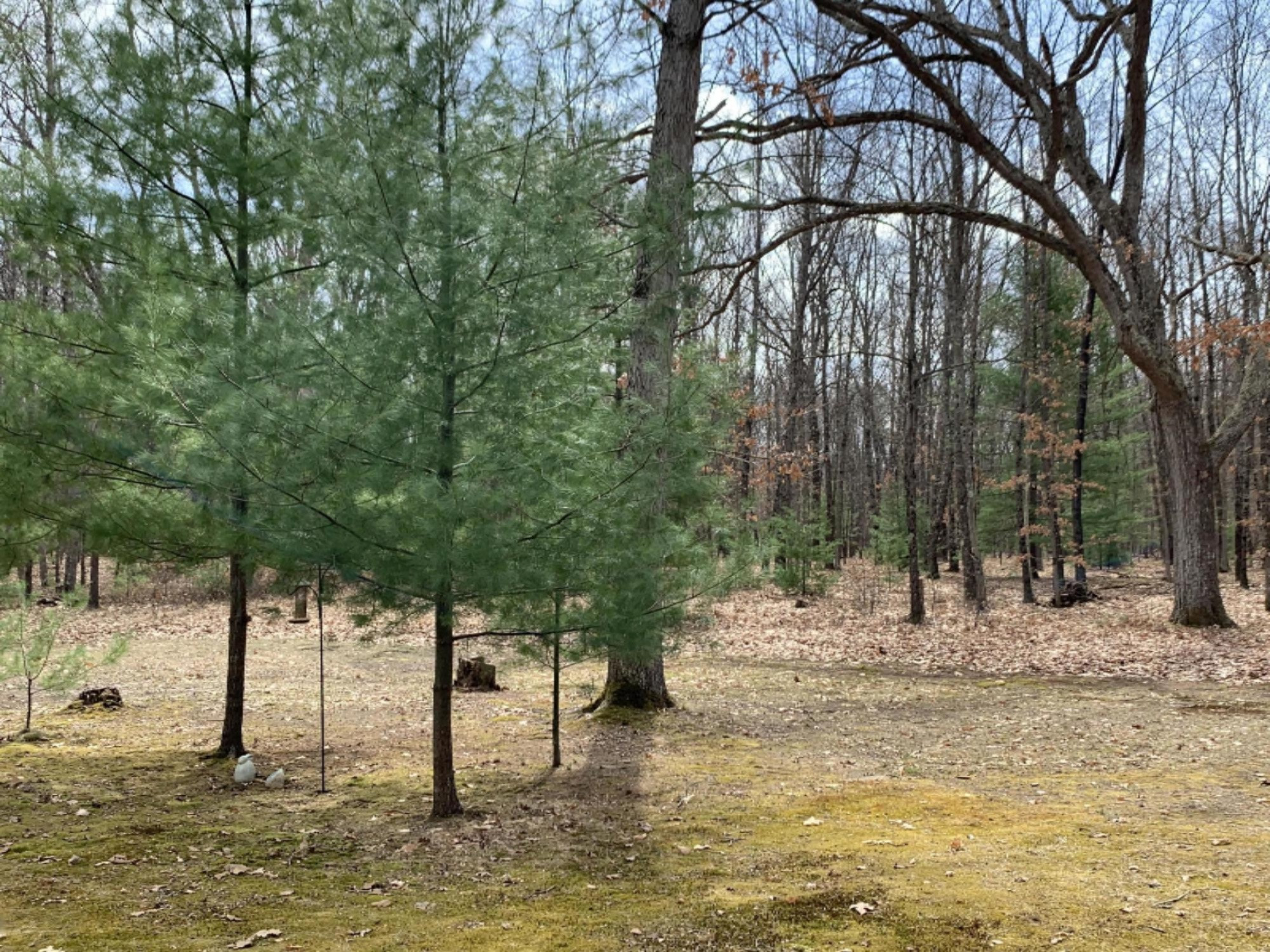 1216 Beaver Road Bitely, MI 49309 - Photo 24 of 41 IMG_7570