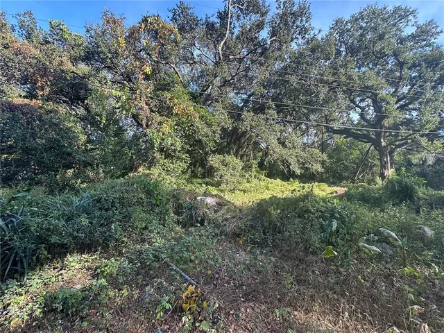 a view of a forest with a tree