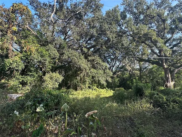 a view of a forest with a tree