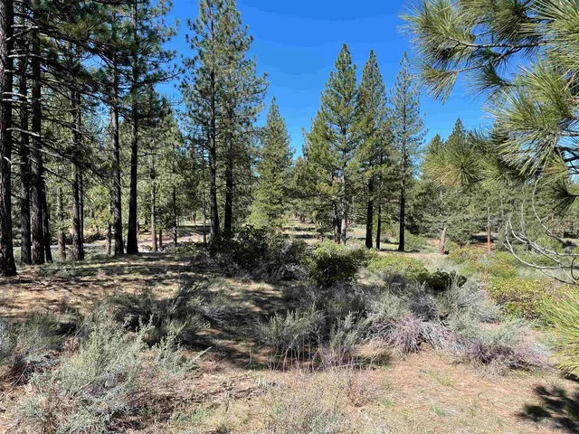a view of a forest with trees