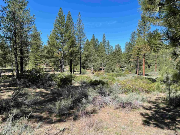 a view of a forest with trees in the background