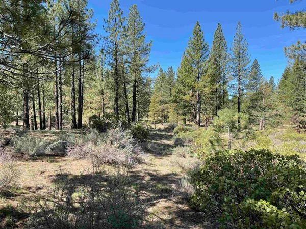 a view of a yard with trees