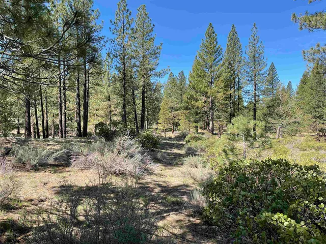 a view of a yard with trees