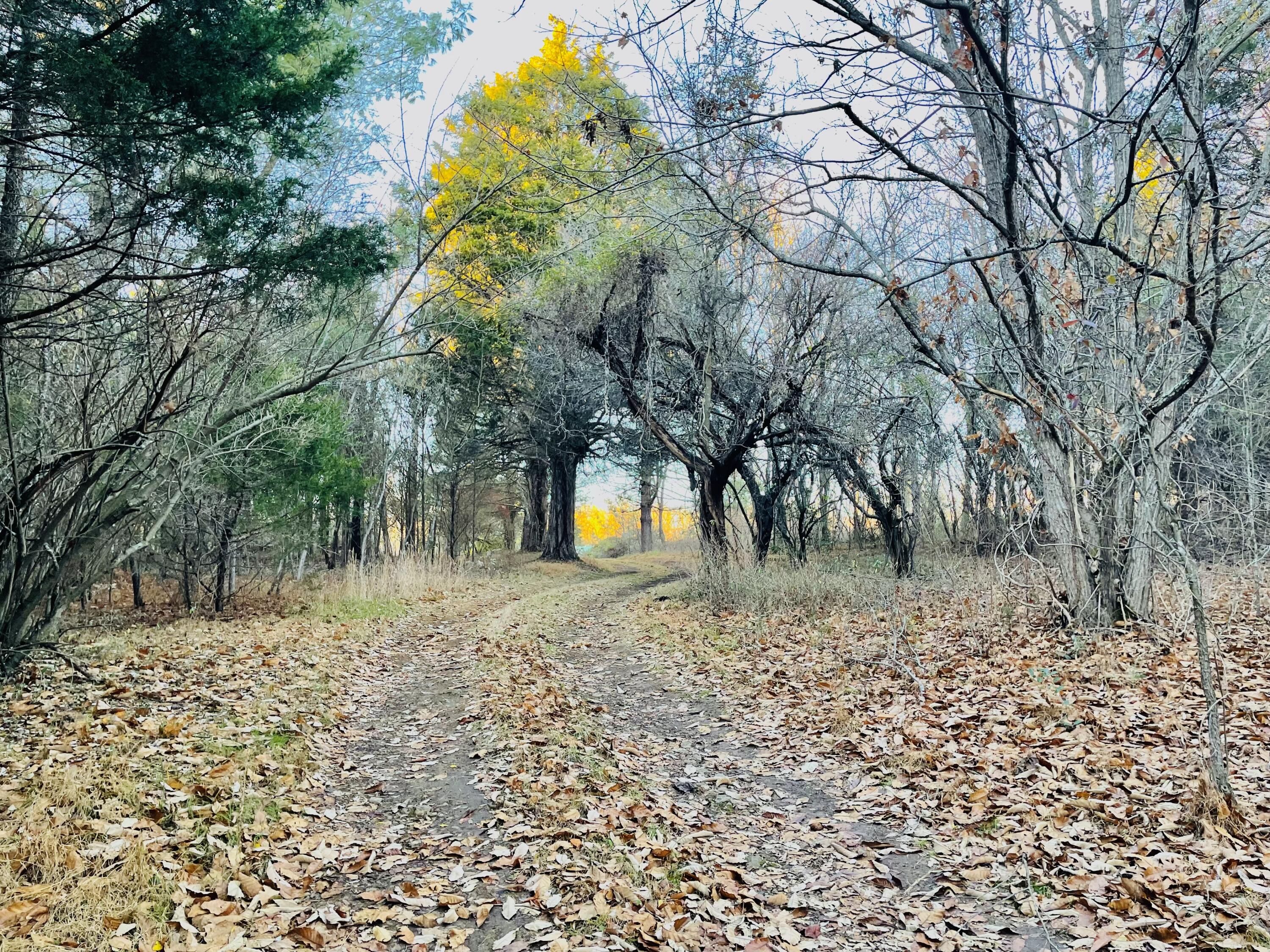Main Driveway.