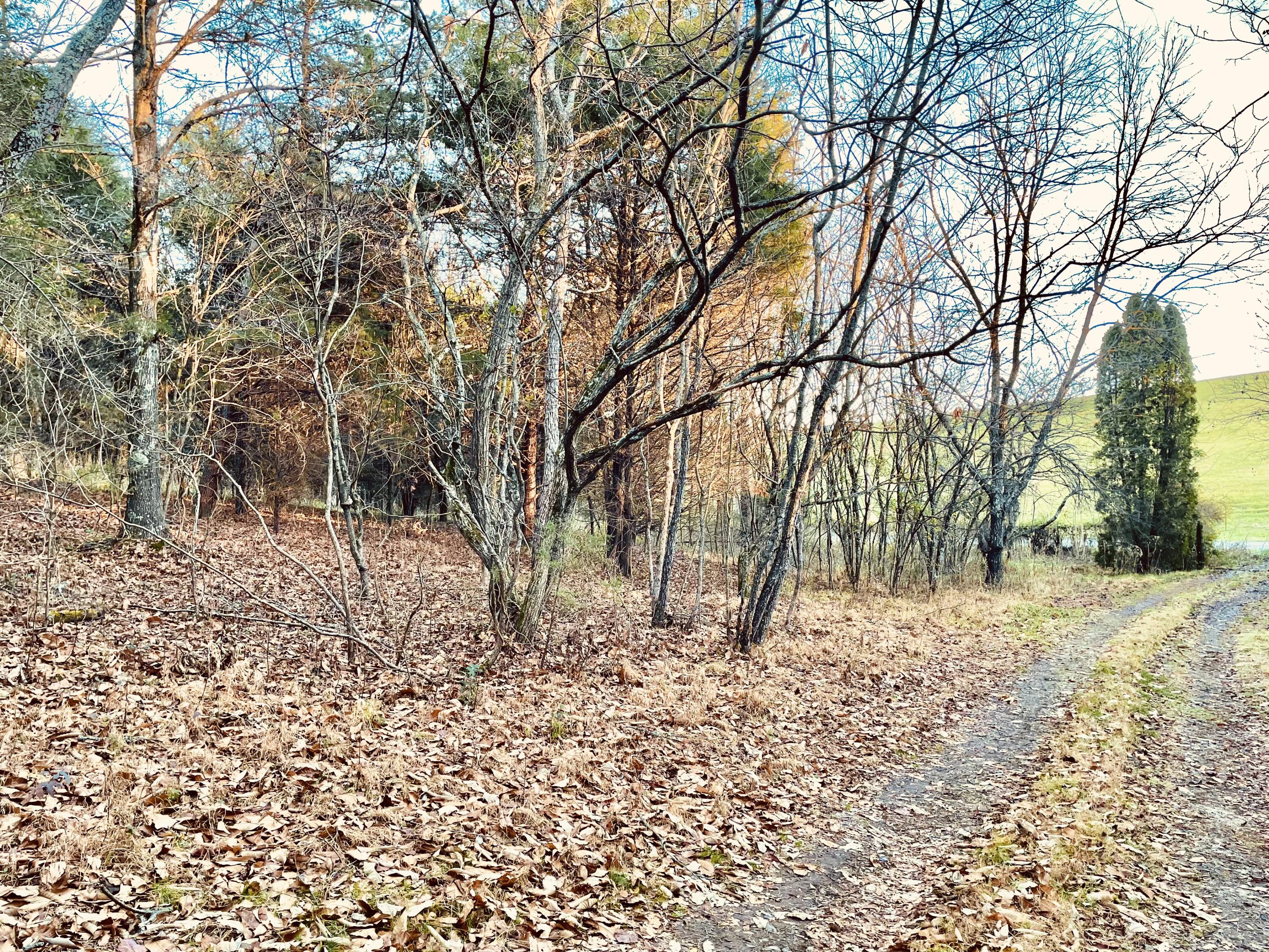 Main Driveway