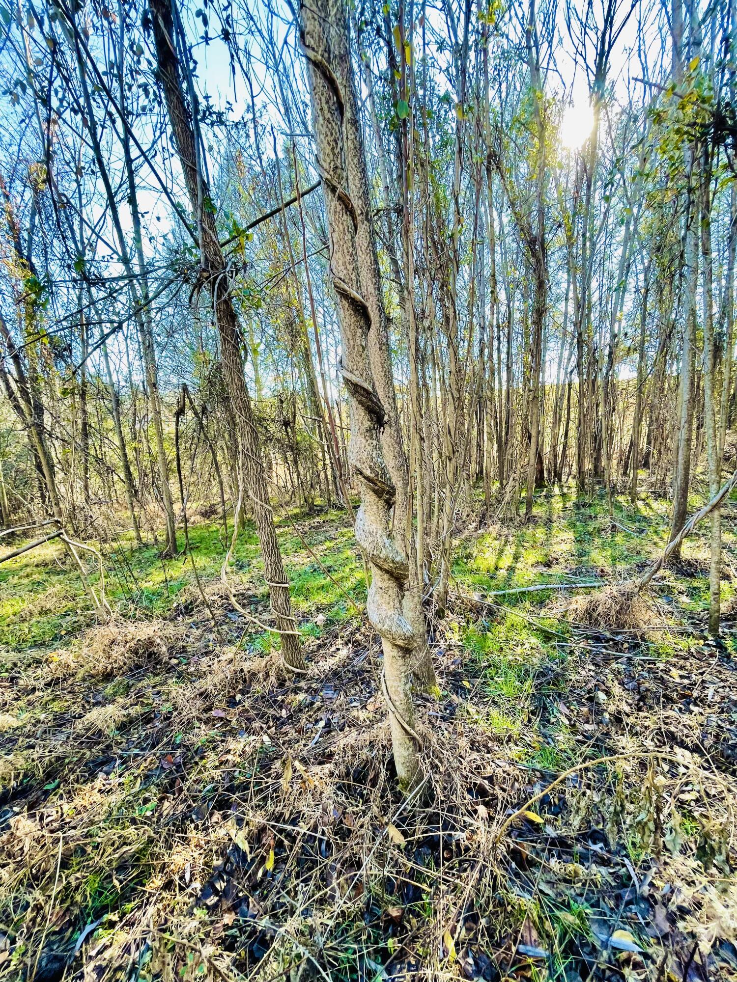 515 Gregg Mill Road Greeneville, TN 37743 - Photo 59 of 102 Trees nearest to second home site.