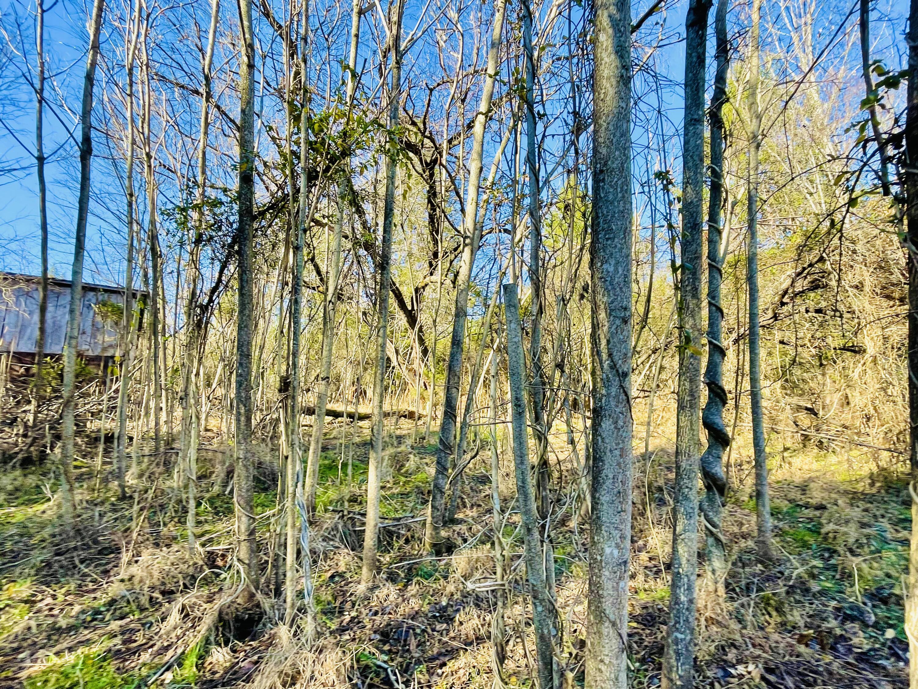 515 Gregg Mill Road Greeneville, TN 37743 - Photo 61 of 102 Workshop site!