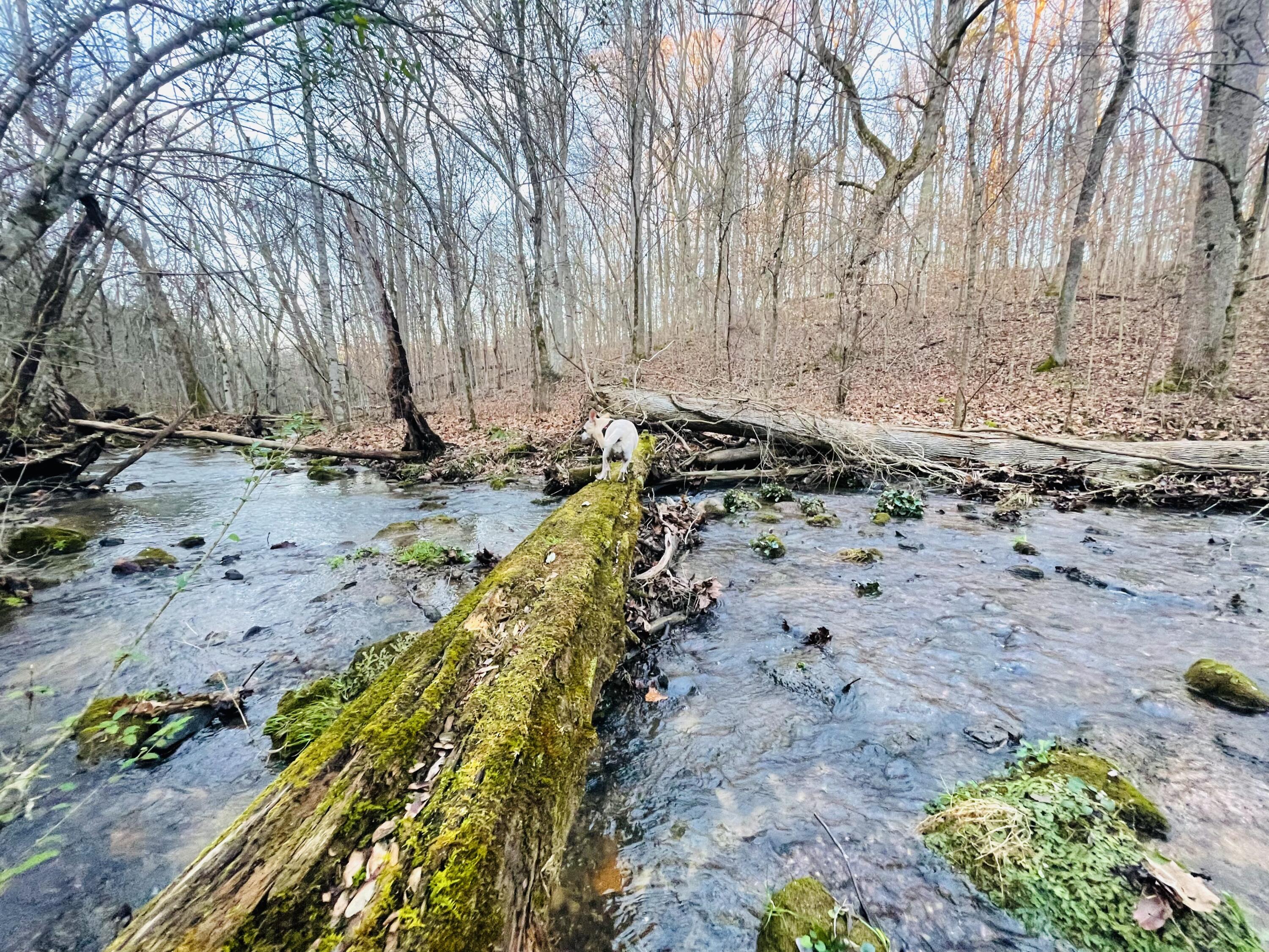 515 Gregg Mill Road Greeneville, TN 37743 - Photo 80 of 102 Hill above the Creek!