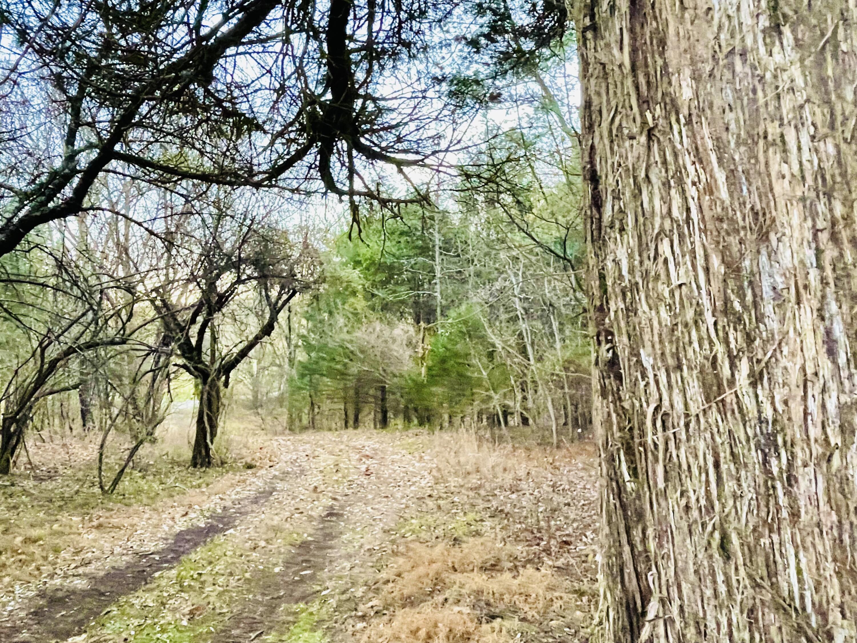 515 Gregg Mill Road Greeneville, TN 37743 - Photo 8 of 102 Private Driveway
