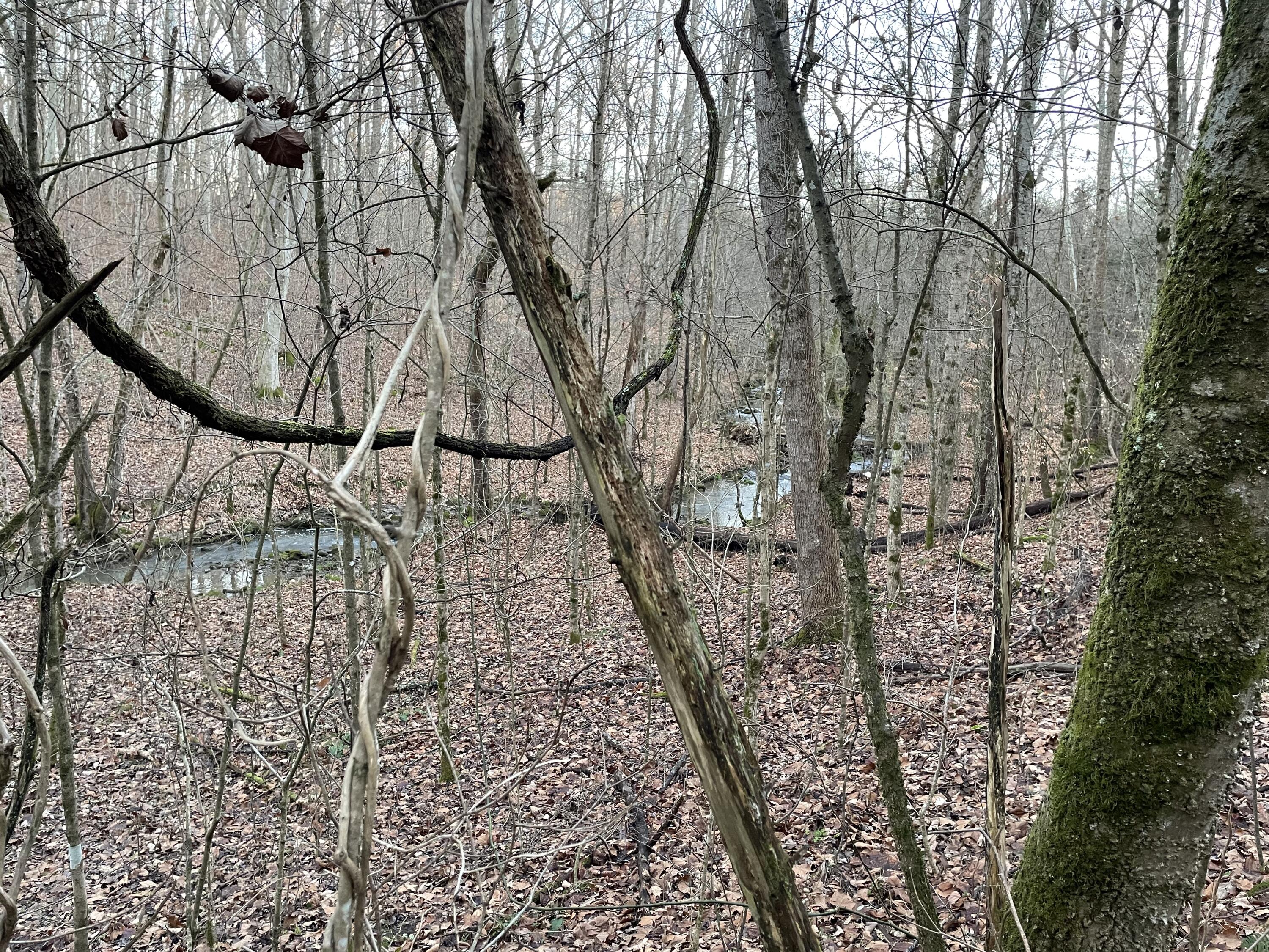 515 Gregg Mill Road Greeneville, TN 37743 - Photo 83 of 102 Trees around the creek!