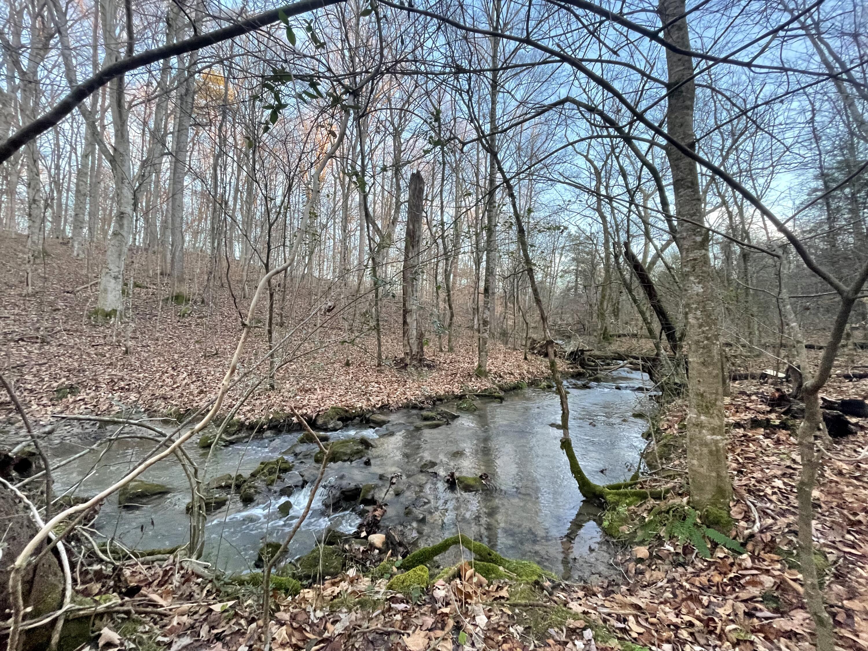 515 Gregg Mill Road Greeneville, TN 37743 - Photo 88 of 102 Hill along Gregg Creek!