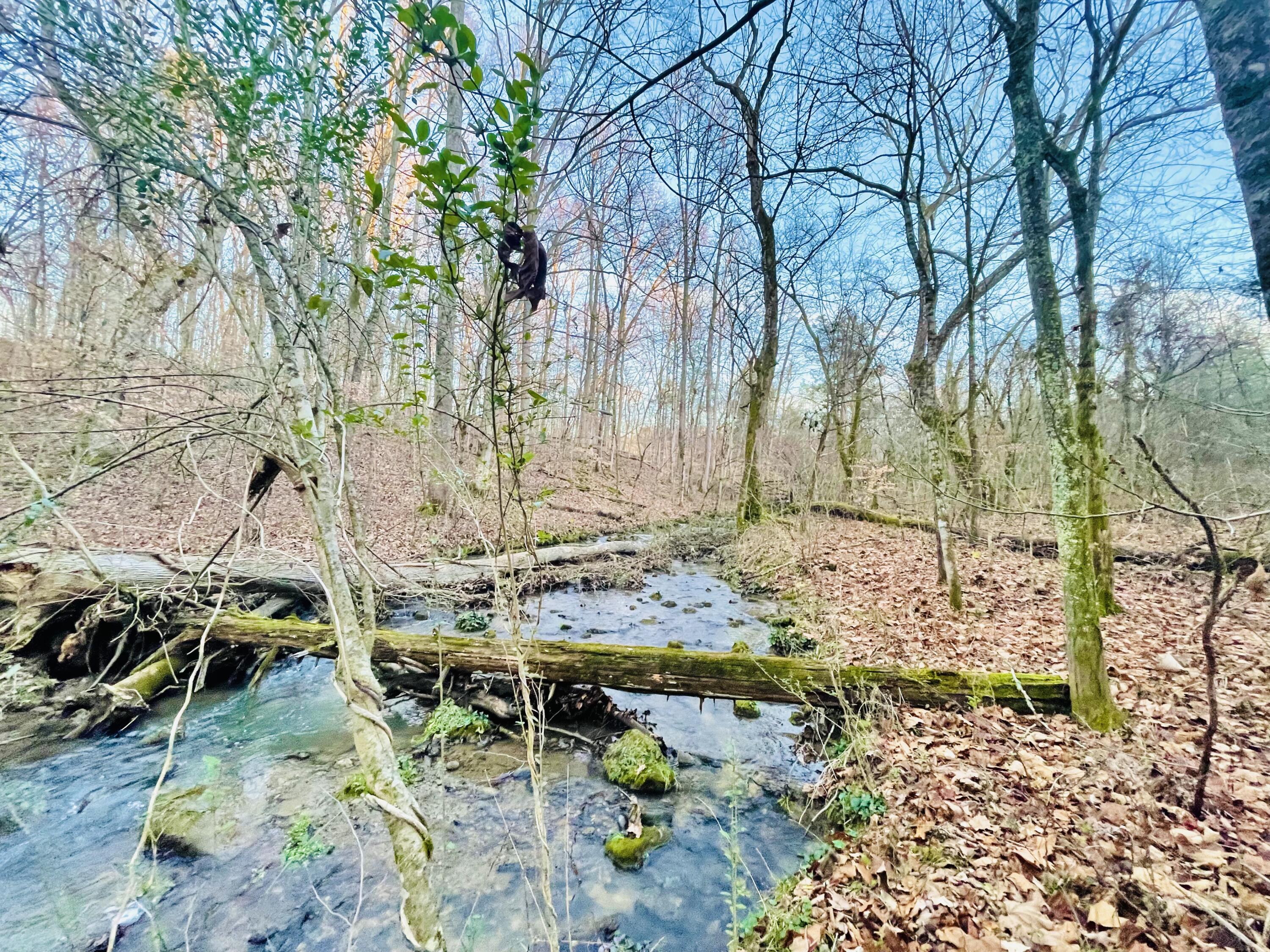 515 Gregg Mill Road Greeneville, TN 37743 - Photo 90 of 102 Gregg Creek!