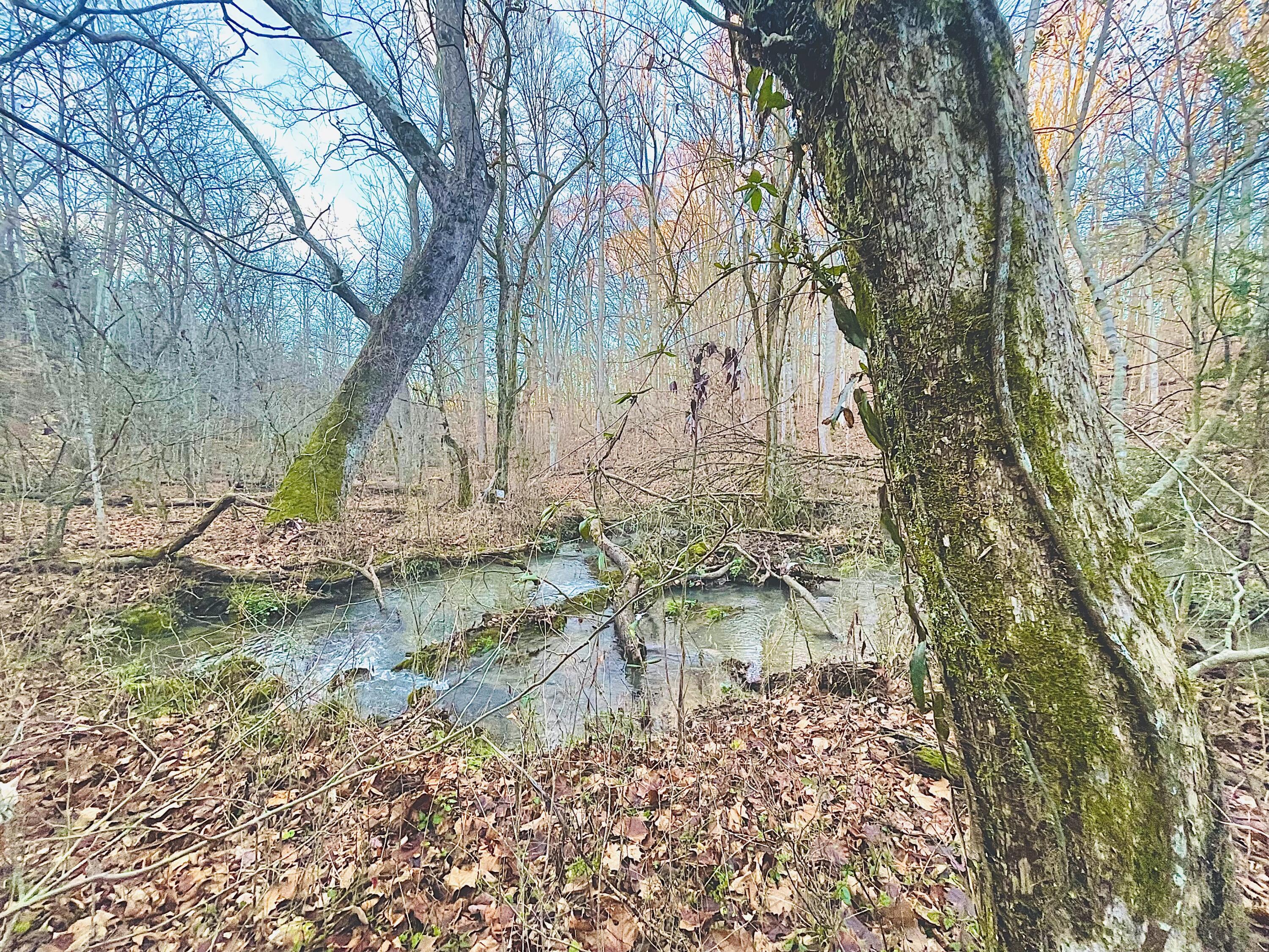 515 Gregg Mill Road Greeneville, TN 37743 - Photo 93 of 102 Gregg Creek!